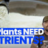 Hydroponic Fertilizer: Boosting Plant Growth and Yields