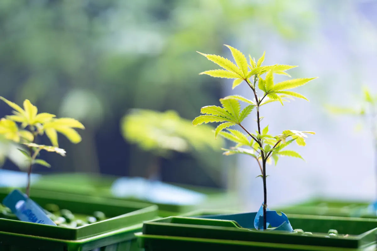 How to Grow a Weed Plant? Cultivating Weed