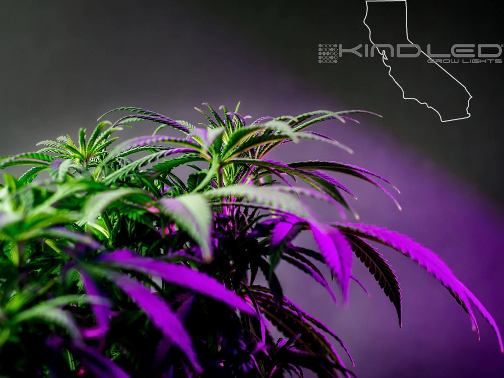 Choosing the Perfect Cannabis Grow Lights
