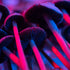 Do Mushrooms Need Light to Grow?
