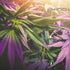 Mastering the Art of Indoor Cannabis Growing