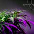 Choosing the Perfect Cannabis Grow Lights