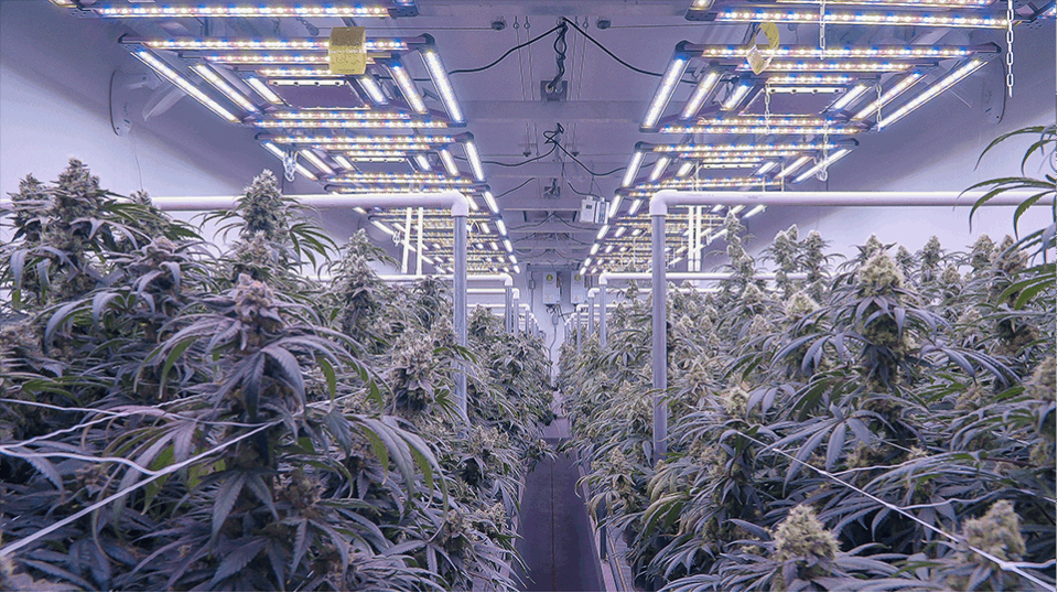 Best Watering Style for a Commercial Cannabis Grow Operation