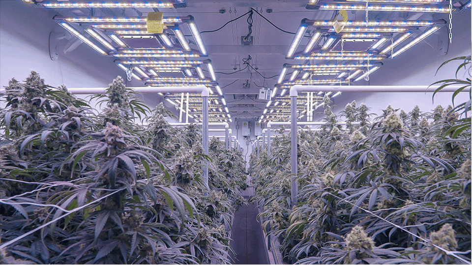 LED Grow Lights Full Spectrum Kind LED