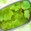 Method Seven Citadel FX Safety Glasses